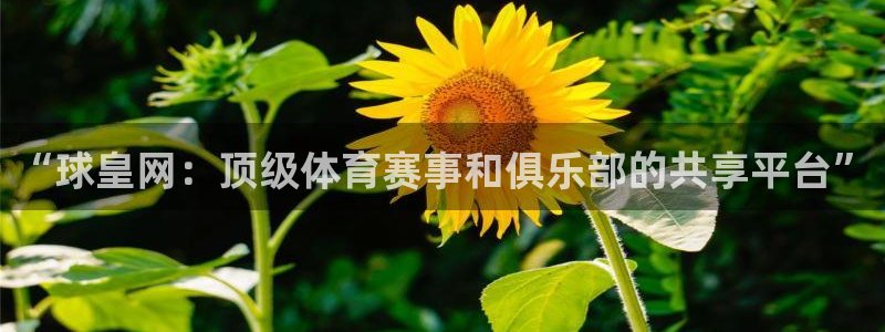 球派体育免费吗：“球皇网：顶级体育赛事和俱乐部的共享平台”